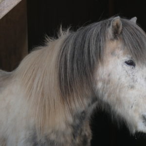 Pferd im Unterstand